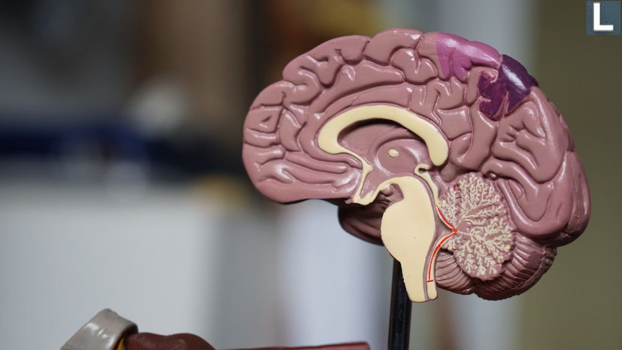 Brain-Body